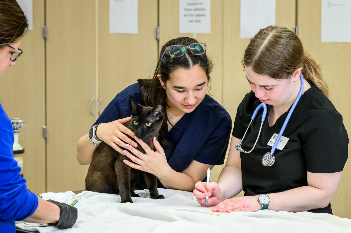 Two veterinary students stand over a table with their client, a black cat. One student calmly holds the cat while the other makes notes on a piece of paper.