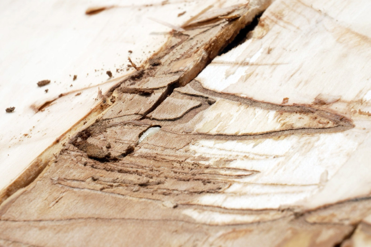 Detailed shot of the zig zag pattern damage done to the wood of an ash tree by the Emerald Ash Borer