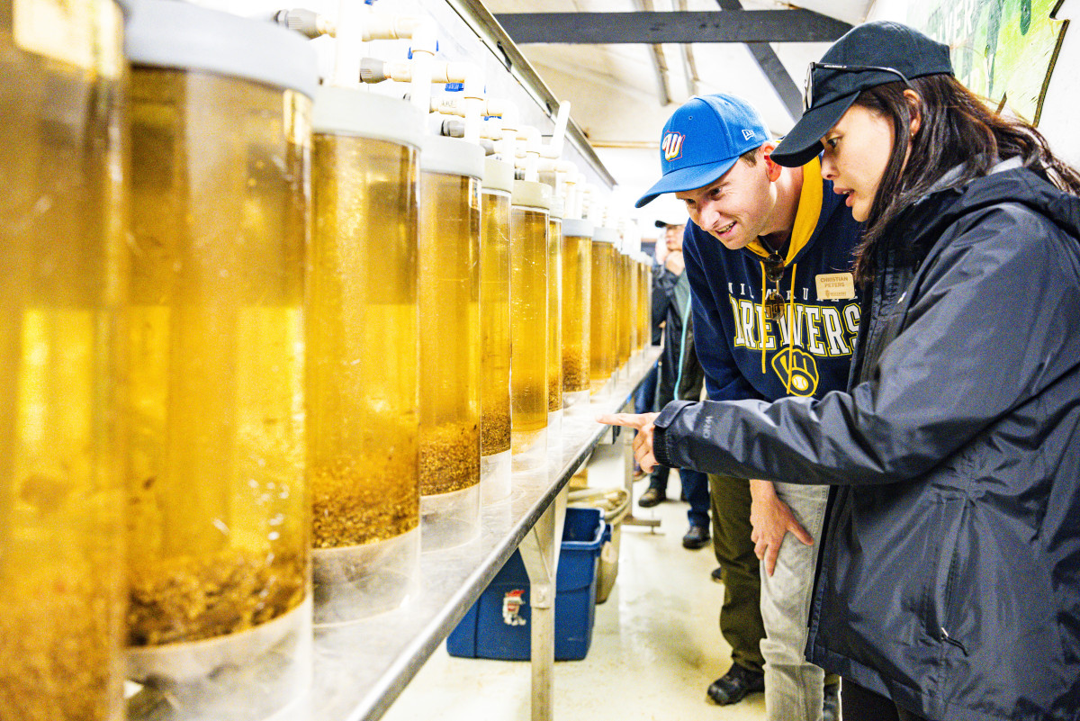Cha points to one of many bright yellow incubation tubes holding walley eggs and Peters looks on.