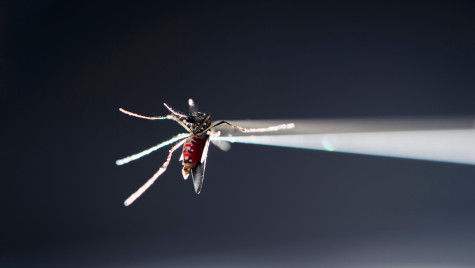 A vacuum tube holds a blood-fed strain of Aedes aegypti mosquito under a microscope.