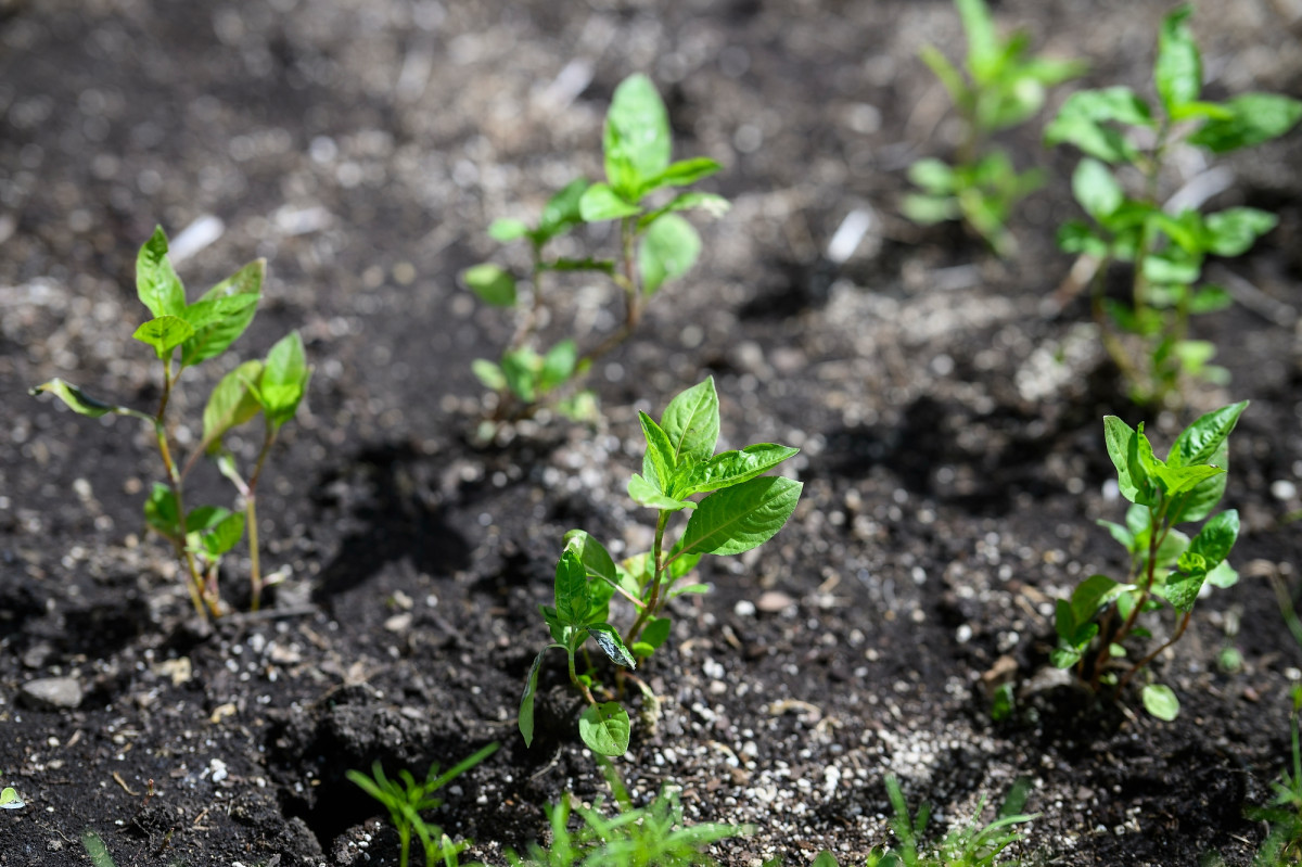 A close-up view of green buds growing from a garden bed.