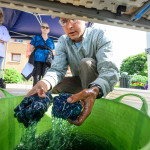 True blue fun at Allen Centennial Garden