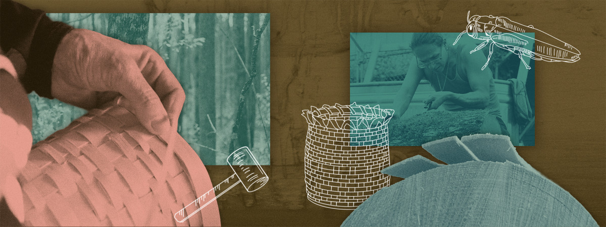 Photo illustration showing a collage of photographs: a hand holding a basket; a forest; a log; a person using a knife to pull up bark on a tree. The image contains three simple hand drawn elements: an emerald ash borer, a basket, and a mallet.