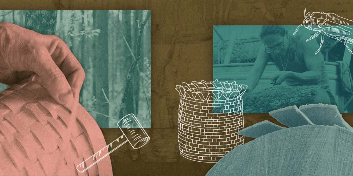 Photo illustration showing a collage of photographs: a hand holding a basket; a forest; a log; a person using a knife to pull up bark on a tree. The image contains three simple hand drawn elements: an emerald ash borer, a basket, and a mallet.