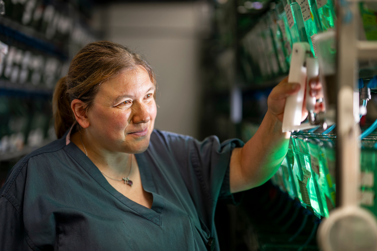 Close-up of Robin Schwartz tending to zebrafish held in containers for research at the School of Medicine and Public Health.