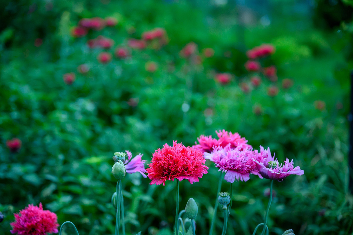 Closeup of pink poppy flowers against a verdant backdrop