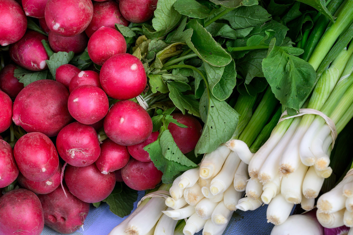 Bunches of radishes and green onions