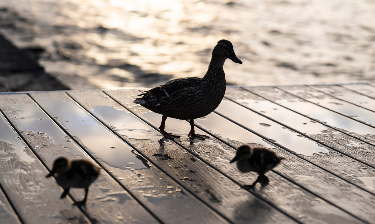 A mother mallard duck and two of her ducklings on a wet pier