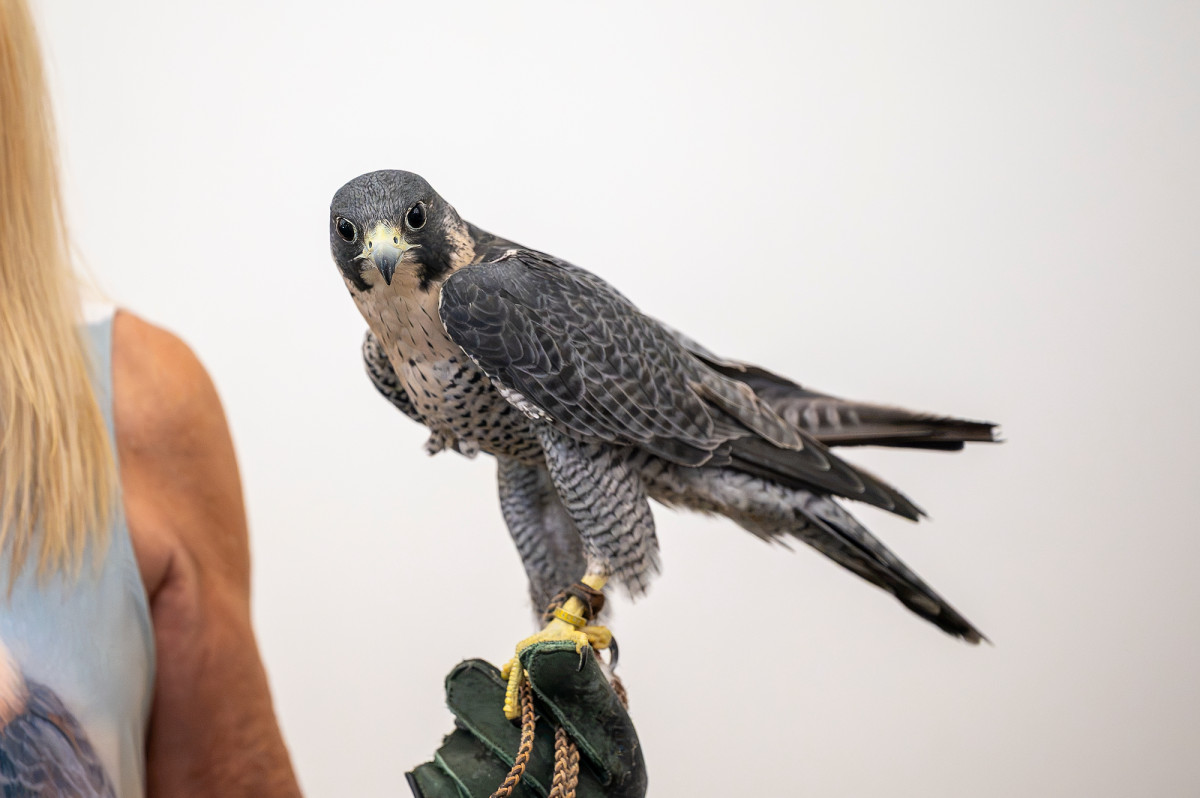 A woman holds a small falcon on her gloved hand.