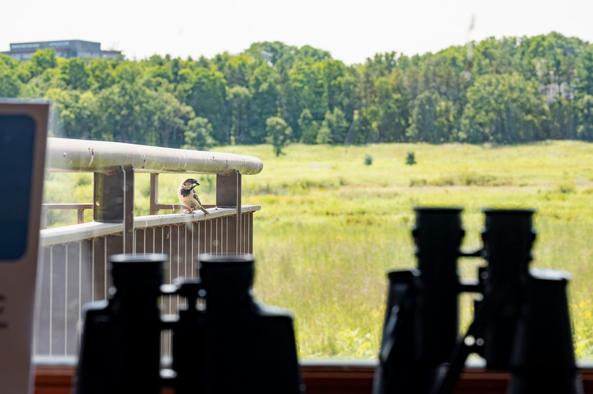 From the inside of the building, a bird can be seen through a large window resting on a railing outside of a building.