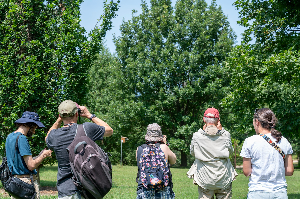 From behind, a row of birders stand in a line and photograph birds resting in nearby trees.