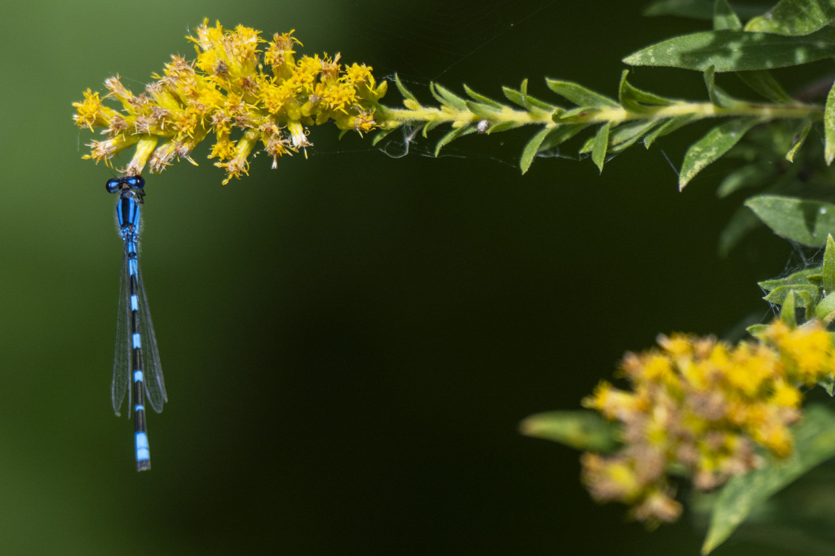 A bright blue dragonfly hangs from yellow flowers from a goldenrod stem. 
