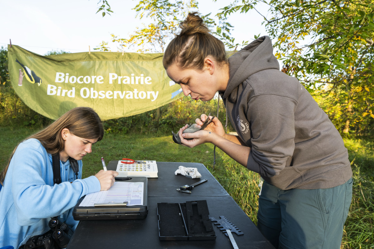 A volunteer leans over and blows on a bird she holds in her hands. At a nearby table, another volunteer records notes on a clipboard.