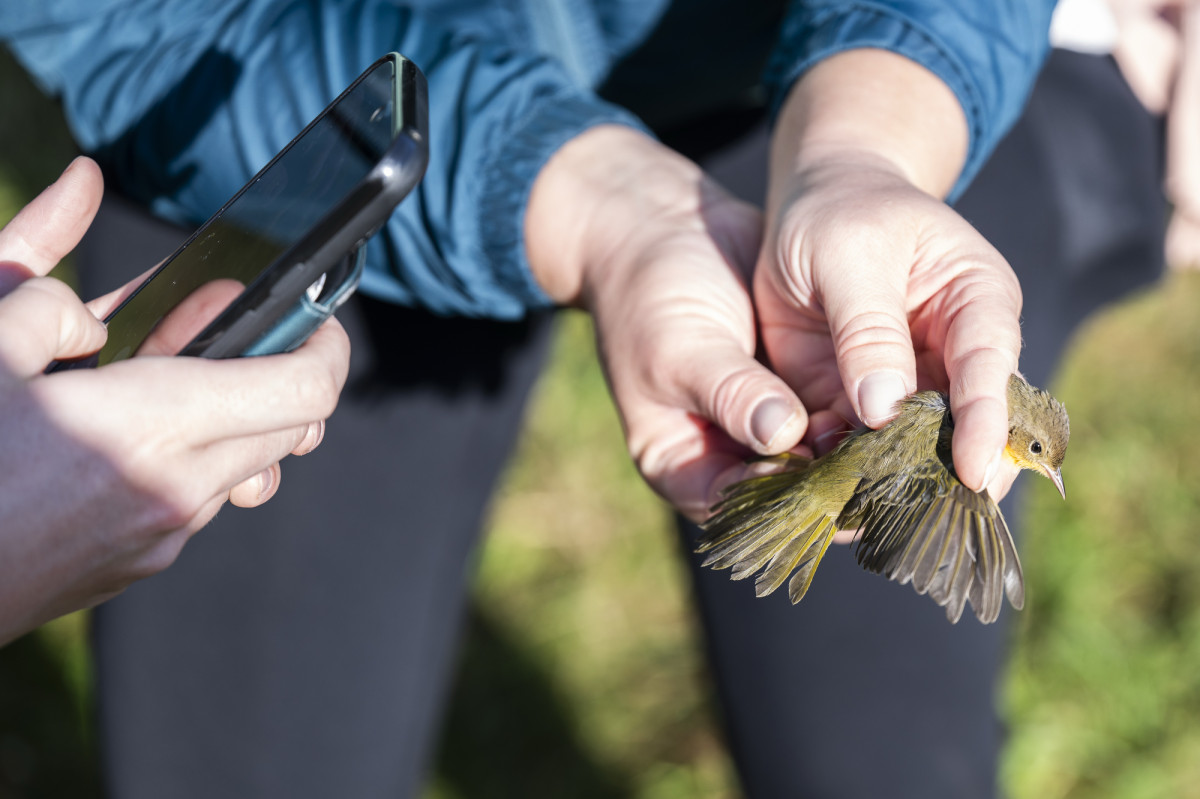 A closeup of a person holding a bird and showing the bird's feathers and talons. 