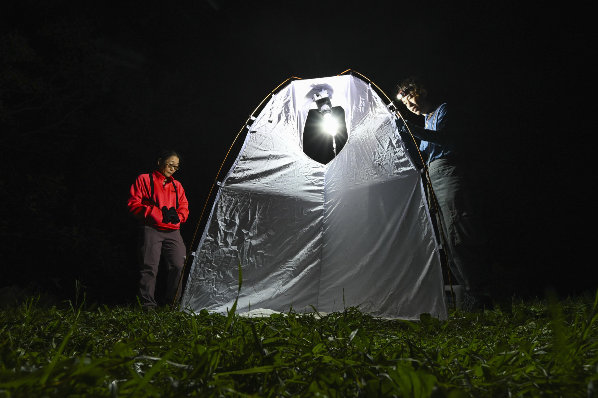 Two people stand near a tent-like screen that holds a single bright lightbulb to attract nocturnal insects.