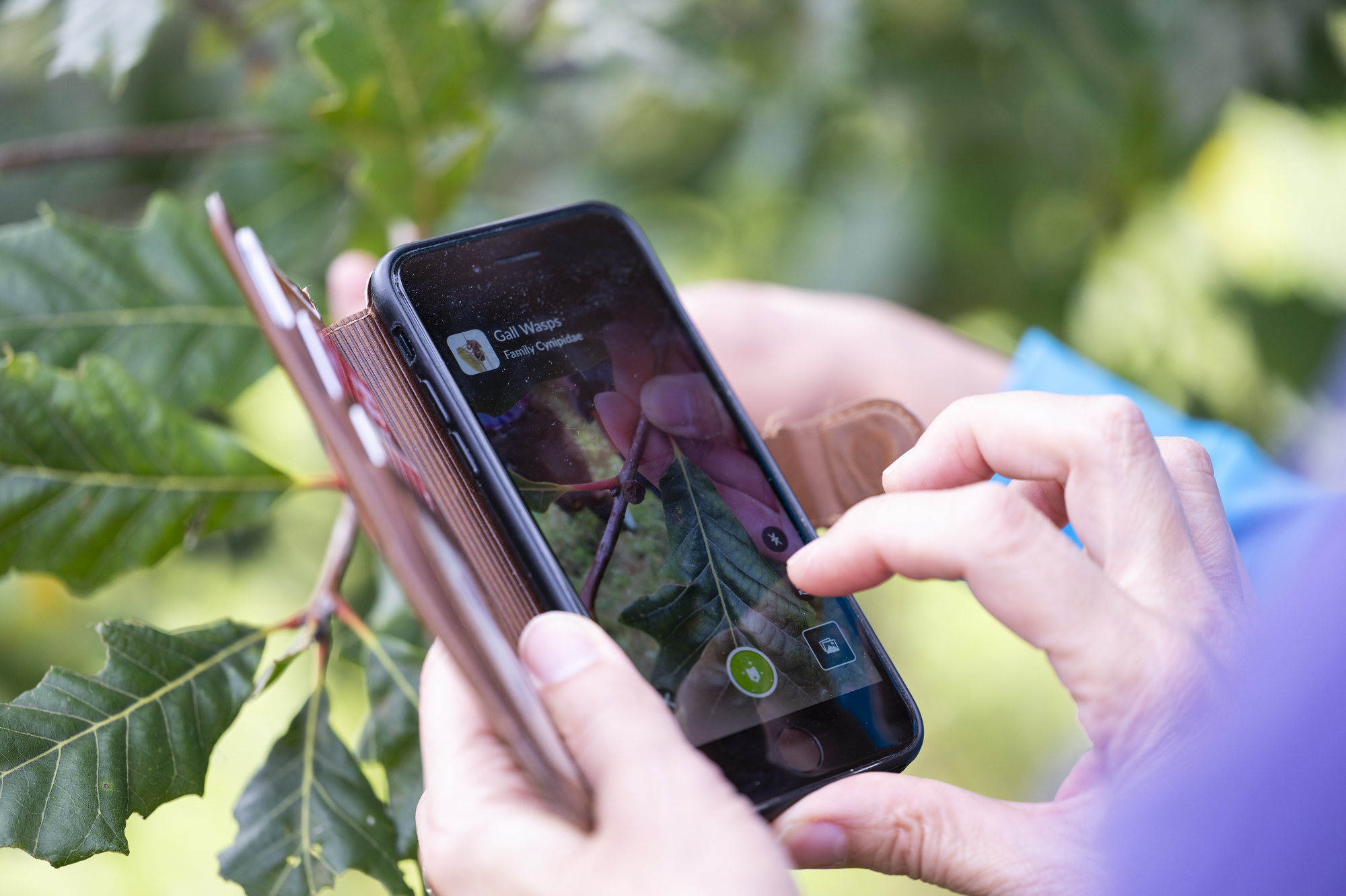 A close-up of a person holding a phone to identify a picture of a plant.