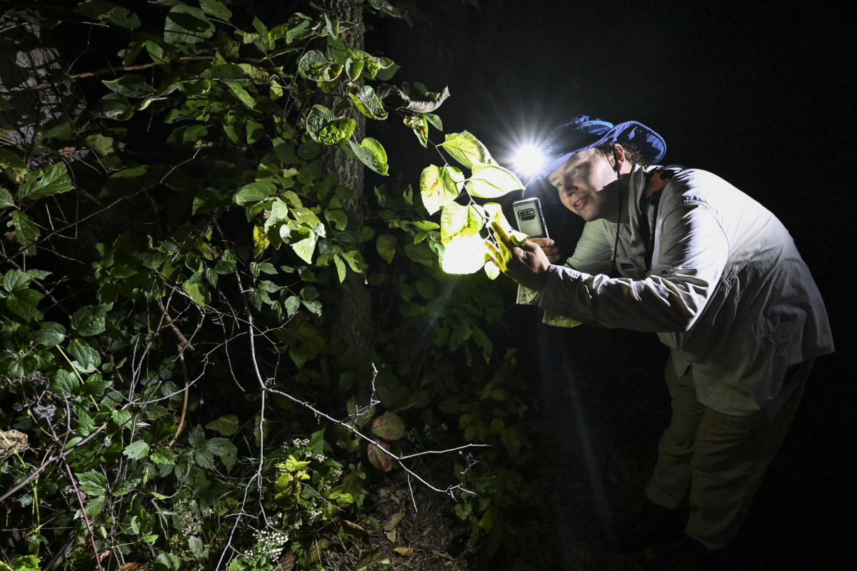 Standing in the woods at night, a person shines a headlamp onto a brand and photographs a leaf with their phone. 