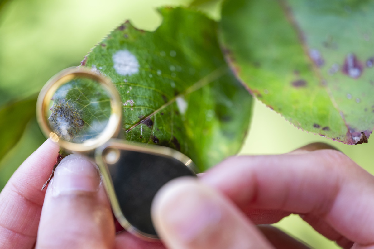 A pair of hands hold a tiny microscope aimed at a leave, revealing white patterns that are known as powdering mildew. 