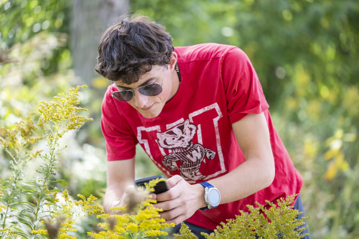 A student wearing a red Wisconsin badger shirt holds a phone and takes a photo of a goldenrod plant. 