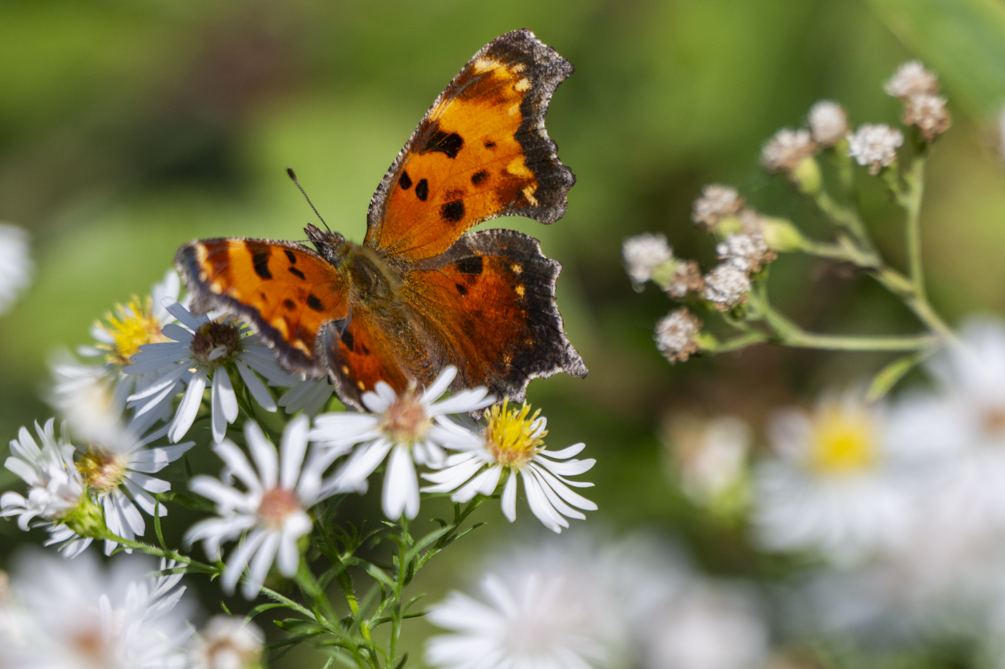 A bright orange butterfly rests upon a cluster of white aster flowers. 