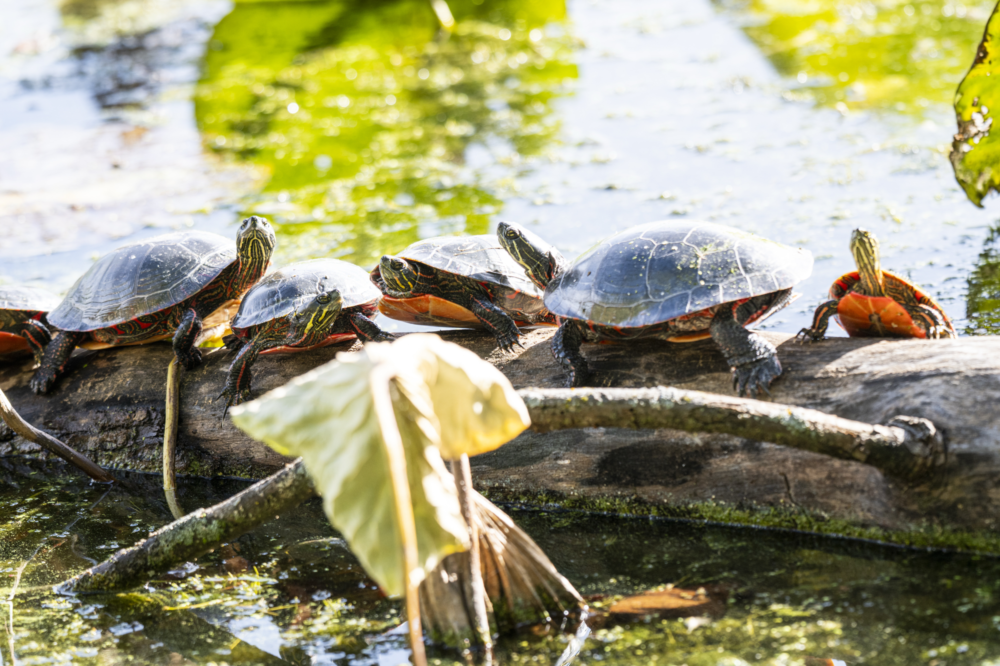 A group of turtles sun themselves on a log in Lake Mendota. 