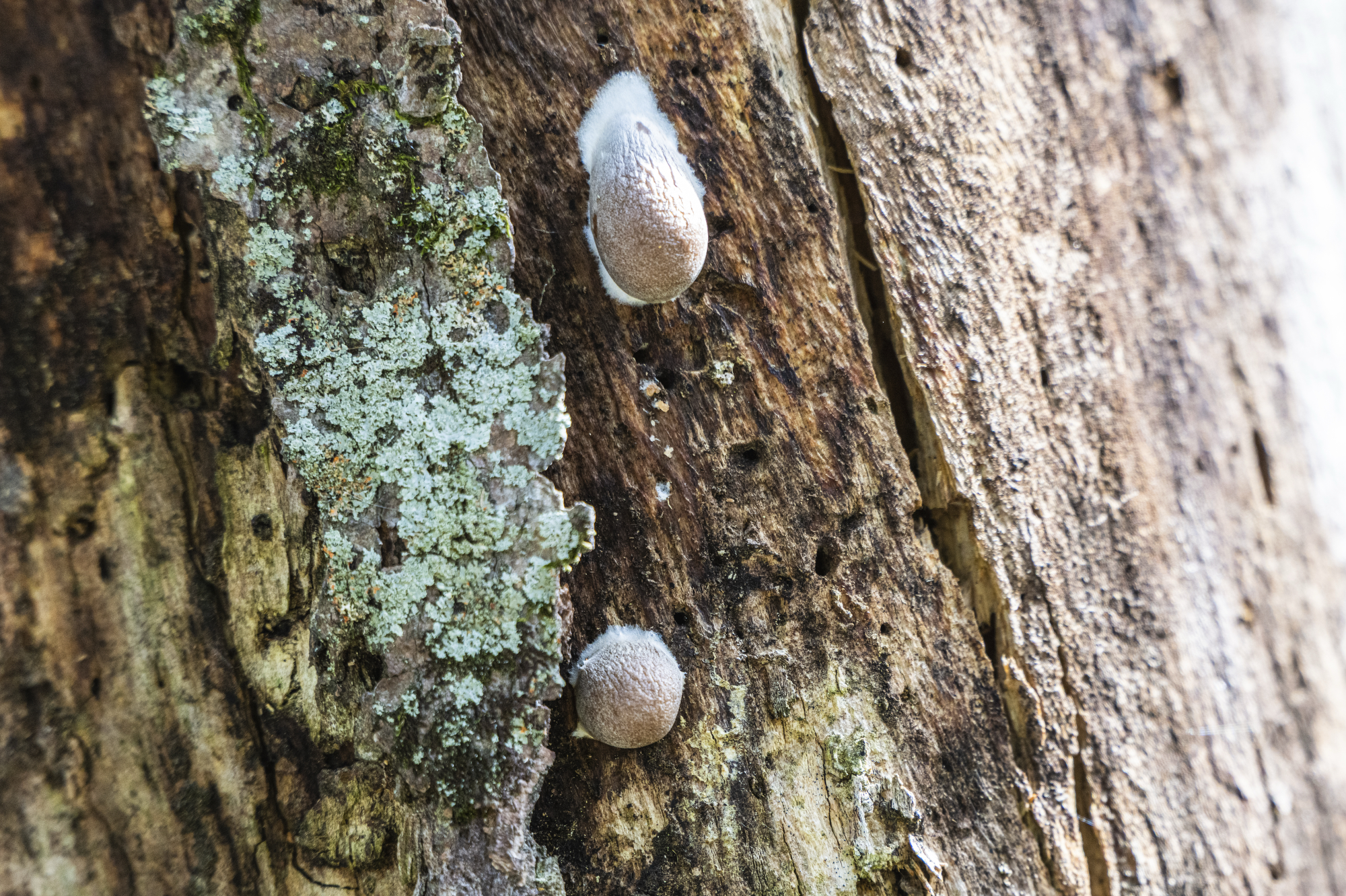 Whitish globe shapes lie on the bark of a tree. 