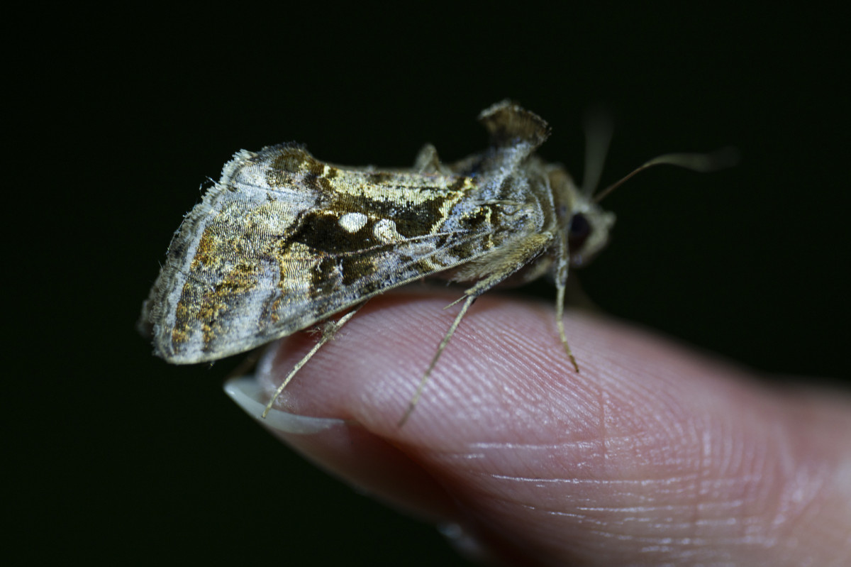 A closeup photo shows a moth resting on a person's fingertip. 