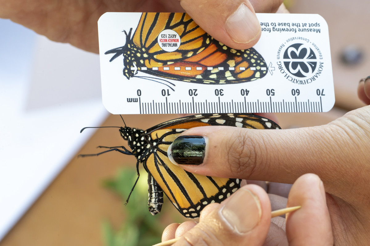 A person holds a monarch butterfly between their fingers while another person holds a ruler next to the butterfly's wings.