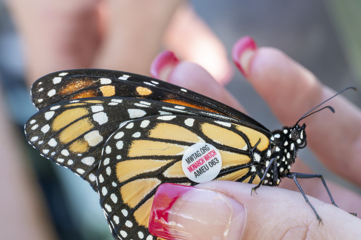 A close up photo shows a person holding a monarch butterfly with a monarch watch sticker attached to its wing.