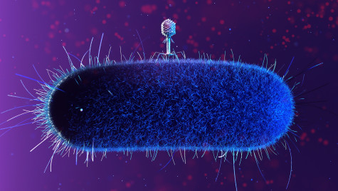 A digital illustration of a phage with a spiky head is shown attaching to a textured blue surface against a dark purple space-like background.