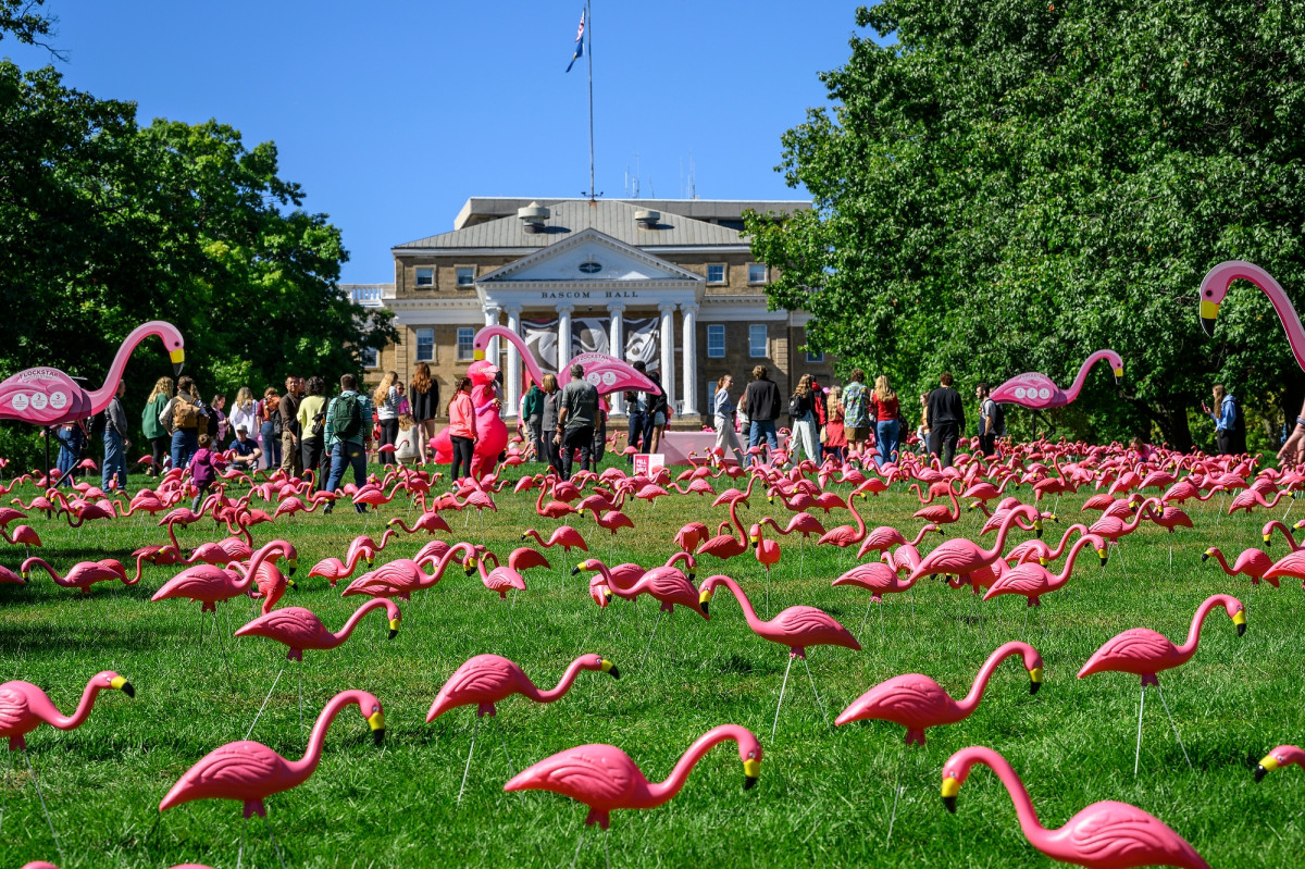 Hundreds of bright pink plastic lawn flamingos dot the grassy slope of Bascom Hill, with Bascom Hall visible in the background under a clear blue sky.