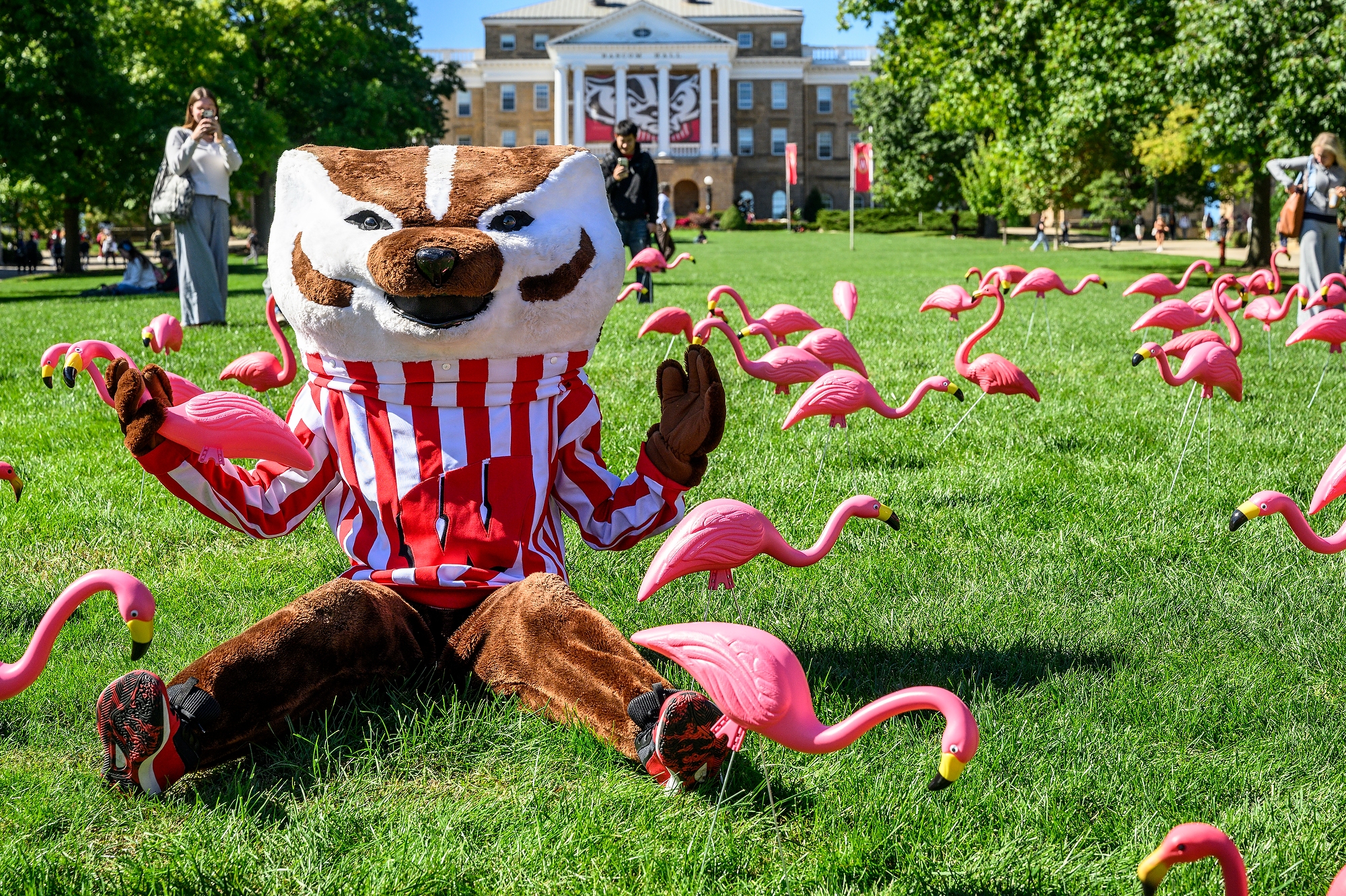 UW–Madison mascot Bucky Badger sits on the grass among dozens of plastic pink lawn flamingos on Bascom Hill, raising his hands in celebration.