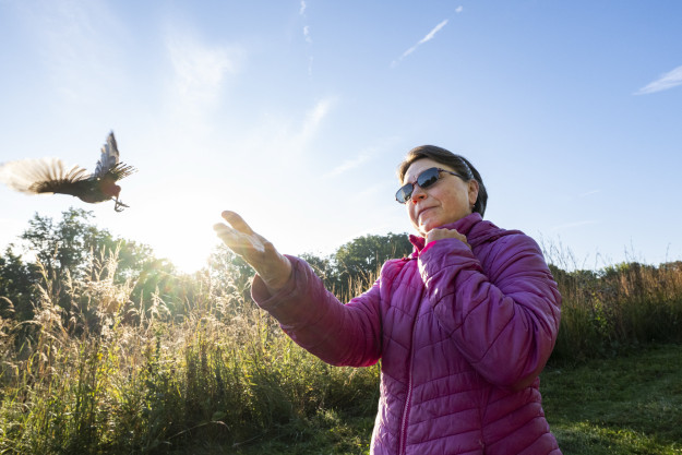 A volunteer lifts their arms to release a bird that flies out of their hands.