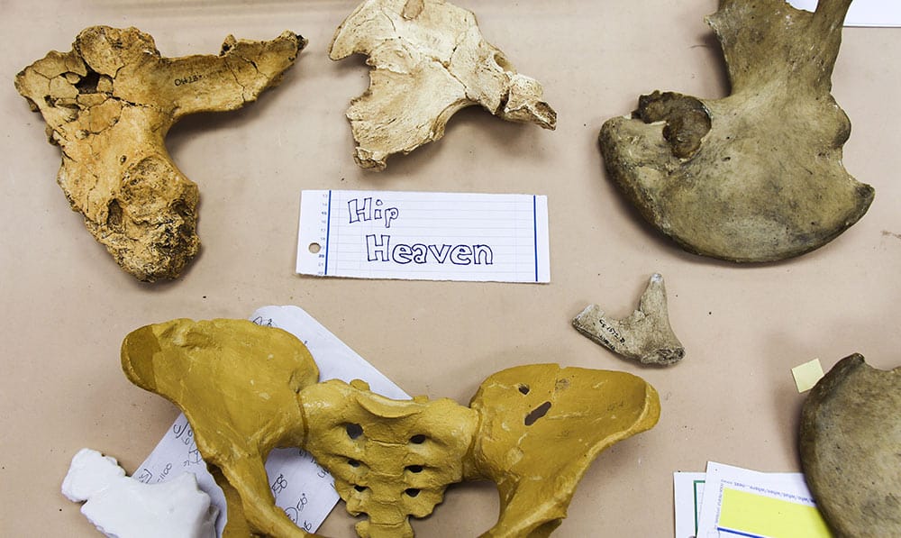 Hip Heaven hand-written sign on a table with fossil hips strewn about.