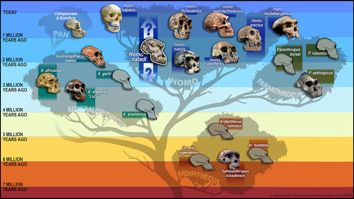 TImeline illustration of the Home tree