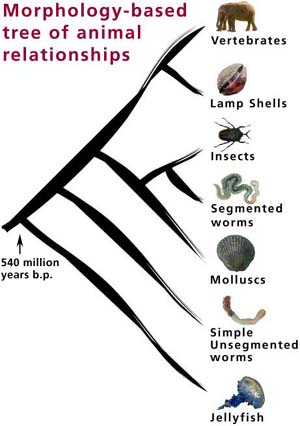 Caption : Morphology-based tree of animal relationships