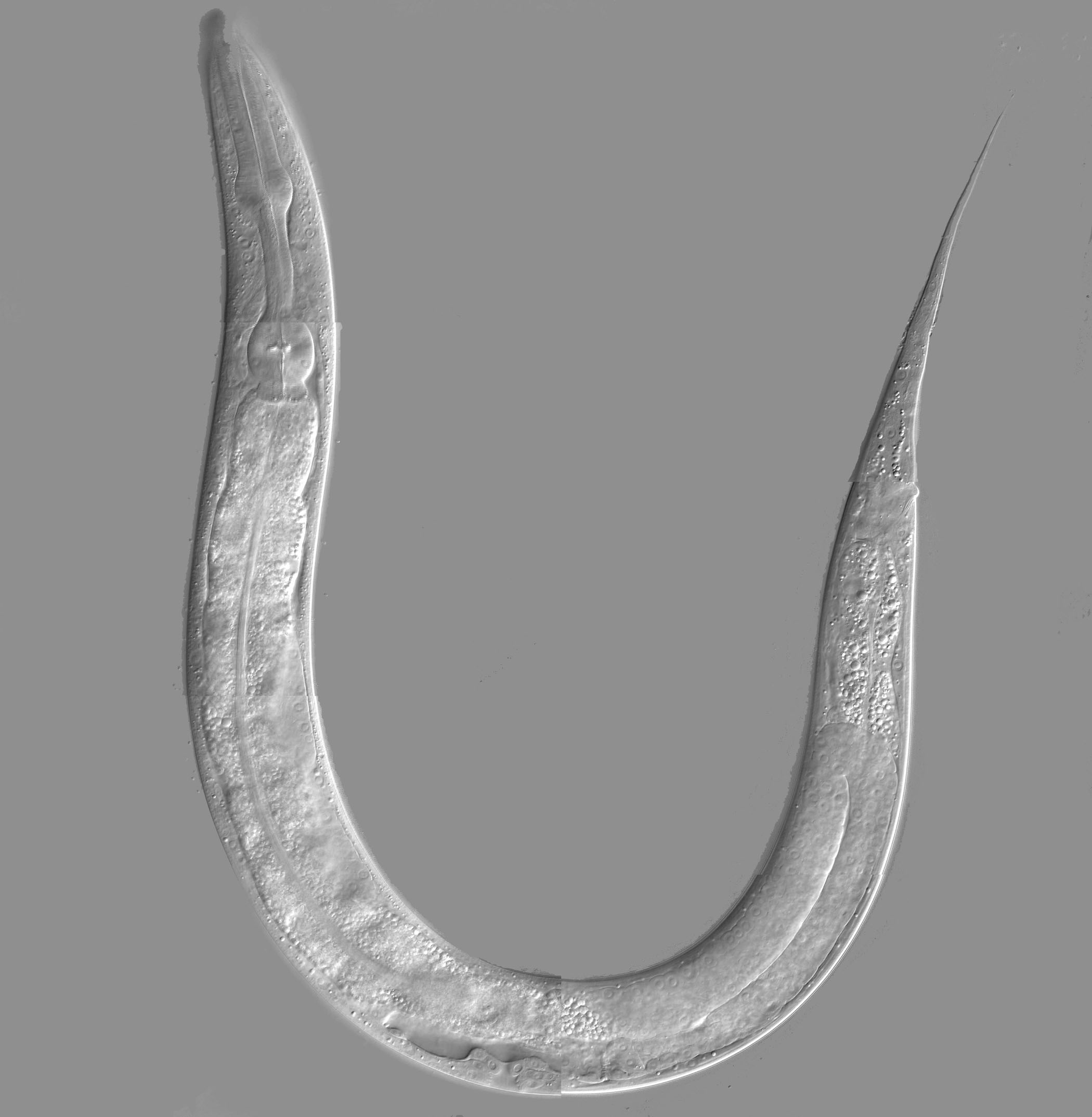 C. elegans worm