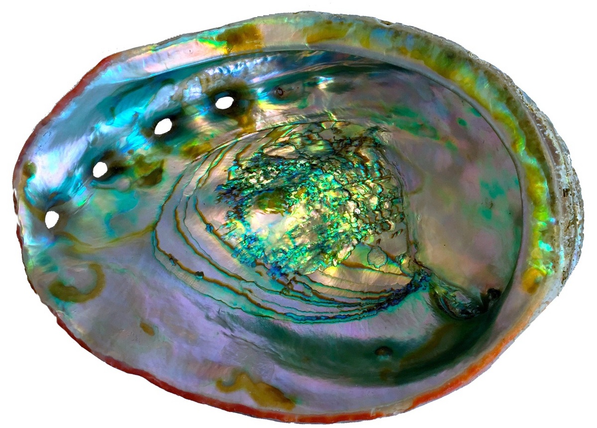 Photo: Sample of mother-of-pearl