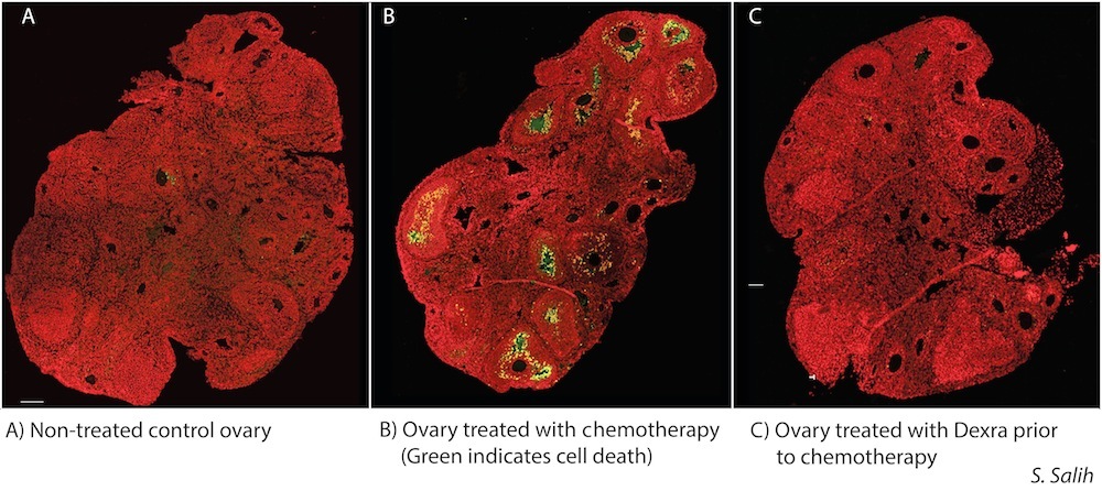 Photo: Effect of drug on ovaries