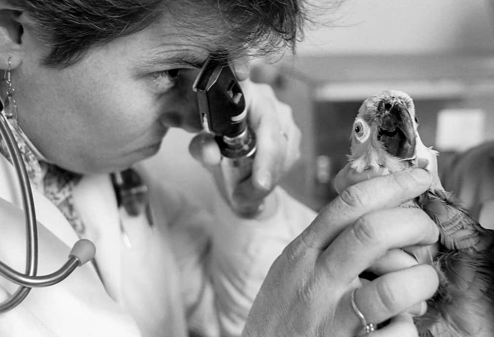 Photo of a parrot being examined